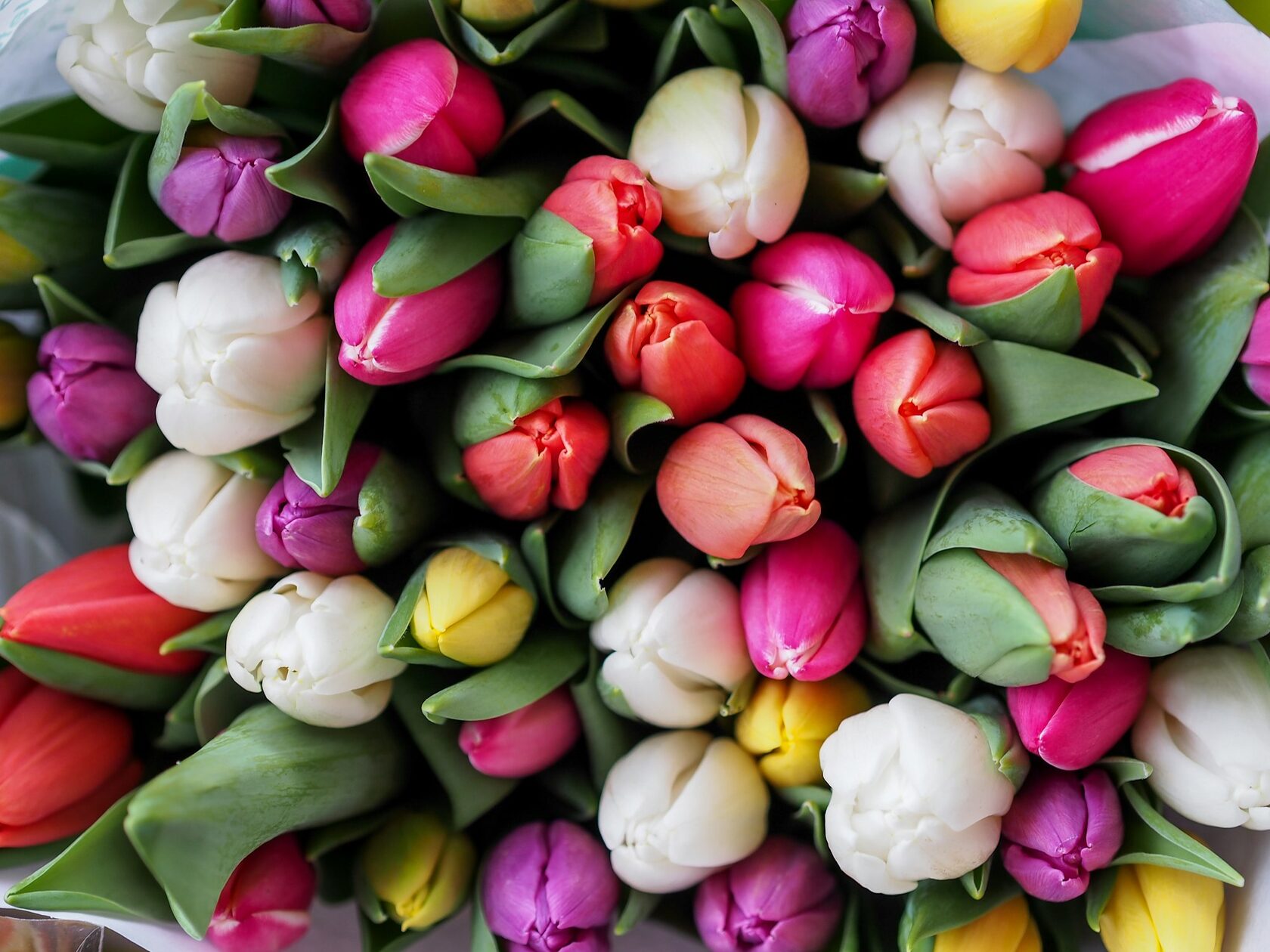 Buquete de tulipas da estação
